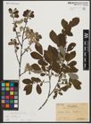 Foto von Salix aurita L.